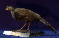 藍腹鷴藏品圖，第5張